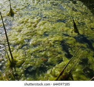 Algae, Cladophora