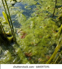 Algae, Cladophora