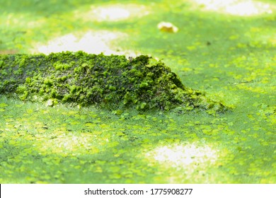 Algae Covered Pond Water And Log