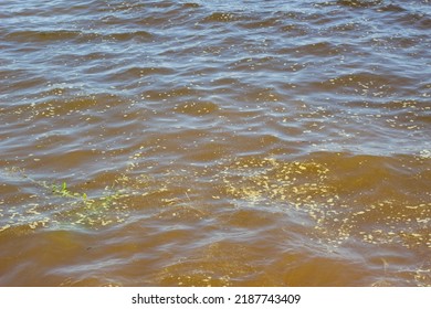 Algae Covered The River, Water Bloom, Dirty River Water.