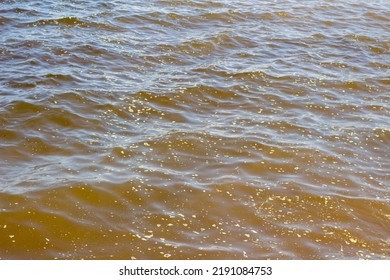 Algae Covered The River, Water Bloom, Dirty River Water.