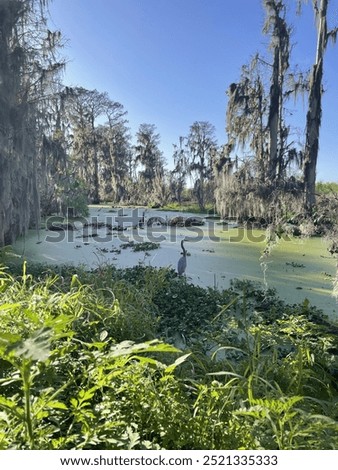 An algae covered waterway is surrounded by bare trees and a single blue heron stands in the center