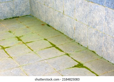 Algae And Dirt On The Floor And Walls Of The Pool. High Quality Photo