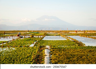 Algae Farm Field In Nusa Lembongan, Indonesia