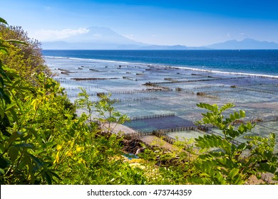 Algae Farm Field In Nusa Lembongan, Indonesia