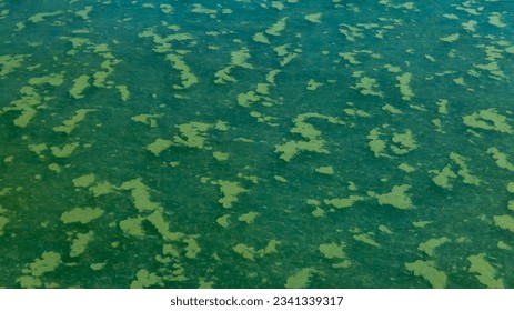 Algae float on the surface of the water in the Black Sea, a toxic blue-green algae (Nodularia spumigena), ecological disaster, water bloom
