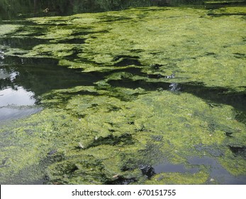 Floats on pond Images, Stock Photos & Vectors | Shutterstock