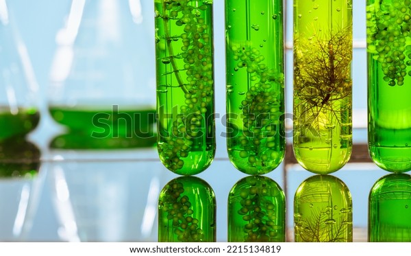 Algae fuel biofuel industry\
lab researching for alternative to fossil algae fuel or algal\
biofuel.