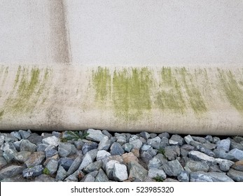 Algae Growing On Base Of Woodrow Wilson Bridge