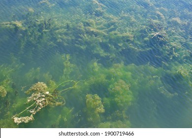 Algae Growth On Lake Erie 