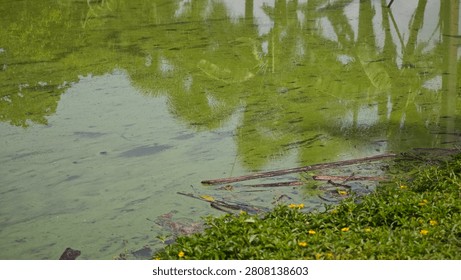 Algae infested cloudy green water.