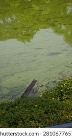 Algae infested cloudy green water.