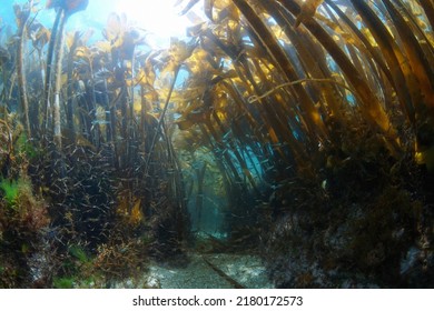 Algae kelp forest underwater in the Atlantic ocean with small fish and shrimp (Furbellow seaweed, Saccorhiza polyschides), Spain, Galicia - Powered by Shutterstock