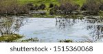 the algae in the lake