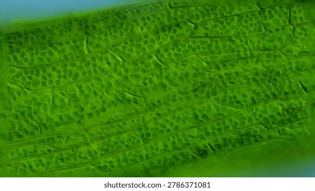 Algae leaf cells stucture - microscope magnification