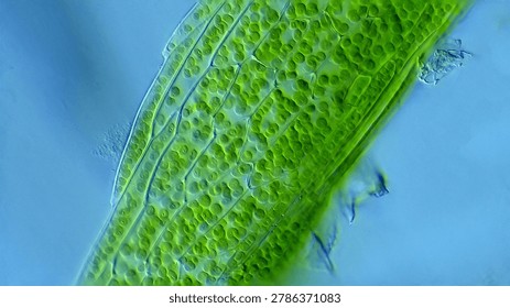 Algae leaf cells stucture - microscope magnification