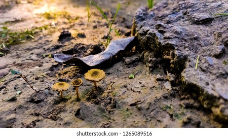 Algae, Moss ,Sheaval