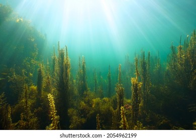 Algae and natural sunlight underwater seascape in the ocean, (brown seaweeds Sargassum and Cystoseira) Eastern Atlantic, Spain, Galicia