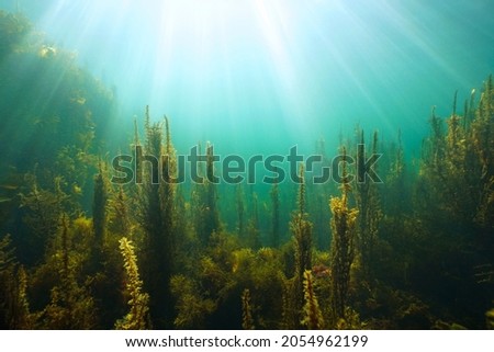 Algae and natural sunlight underwater seascape in the ocean, (brown seaweeds Sargassum and Cystoseira) Eastern Atlantic, Spain, Galicia