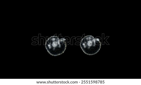 Algae Noctiluca scintillans under a microscope, class Dinophyceae. It is also called: a marine candle. They have the ability to bioluminescence. Atlantic Ocean