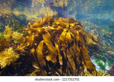 Algae in the ocean, golden kelp seaweed, Laminaria ochroleuca, underwater scene, Eastern Atlantic, Spain - Shutterstock ID 2217352701