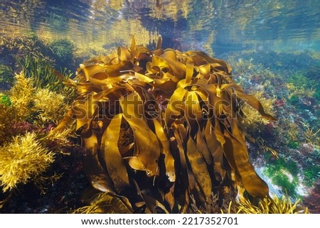 Algae in the ocean, golden kelp seaweed, Laminaria ochroleuca, underwater scene, Eastern Atlantic, Spain