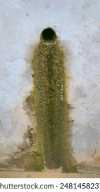 Algae on the cement wall There are dark and light greens in each area, similar to an art picture.