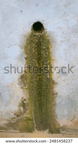 Algae on the cement wall There are dark and light greens in each area, similar to an art picture.