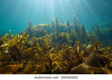 Algae On The Ocean Floor And Natural Sunlight Underwater Seascape In The Ocean, Eastern Atlantic, Spain, Galicia