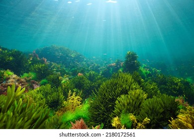 Algae on the ocean floor with natural sunlight, underwater seascape in the Atlantic ocean, Spain, Galicia - Shutterstock ID 2180172561