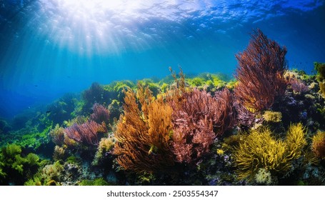 Algae on the ocean floor with natural sunlight, underwater seascape in the Atlantic ocean, Spain, Galicia