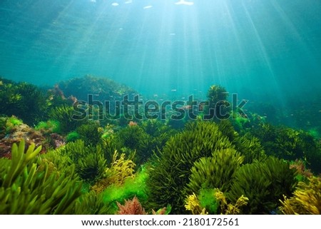 Algae on the ocean floor with natural sunlight, underwater seascape in the Atlantic ocean, Spain, Galicia