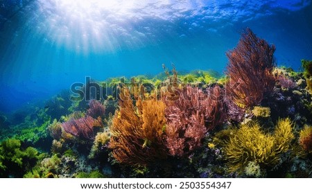 Algae on the ocean floor with natural sunlight, underwater seascape in the Atlantic ocean, Spain, Galicia