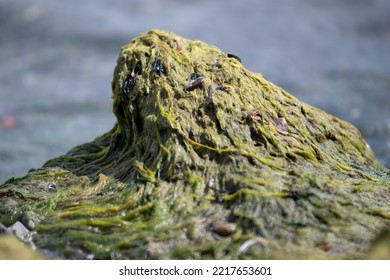 Algae On The Shore Of The Baltic Sea. Sea Beach With Green Algae. Beach Pollution. Algae Problem.