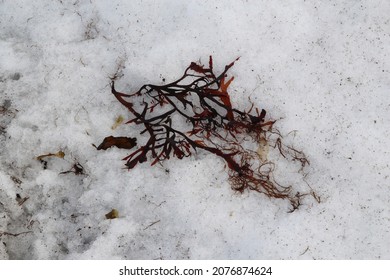 Algae On The Snow On The Coast Of The Arctic Ocean