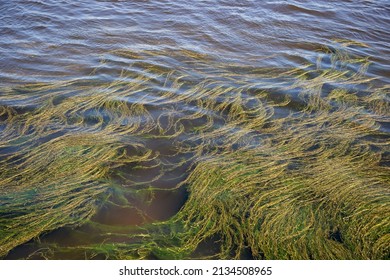  Algae On The Water Surface Of The Reservoir.