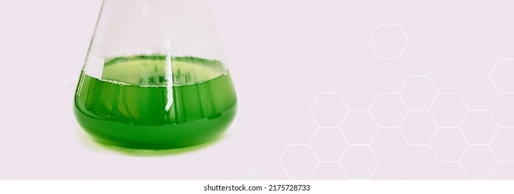 Algae Research In Laboratories, Biotechnology Science Concept, Marine Plankton Or Microalgae Culture Into Glassware Flask