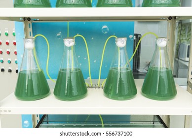 Algae Research Process In Laboratory