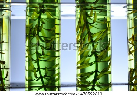 Algae seaweed in science experiments, laboratory research