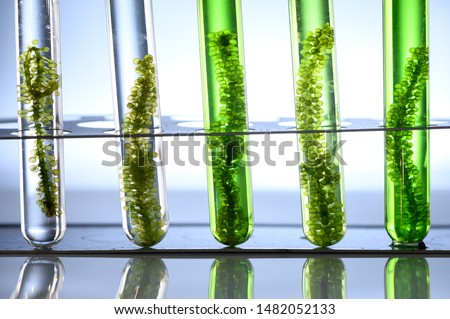 Algae seaweed in science experiments, laboratory research