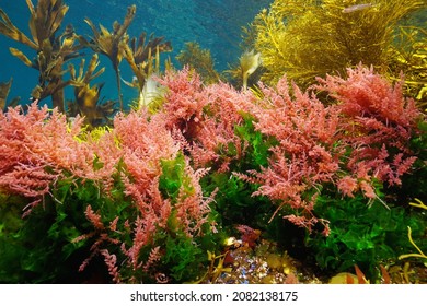 Algae seaweeds colors underwater in the ocean, Eastern Atlantic, Spain, Galicia (Asparagopsis armata and Ulva lactuca)