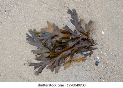 Algae or Shell washed ashore in Normandie - Shutterstock ID 1990040900
