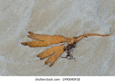 Algae or Shell washed ashore in Normandie - Shutterstock ID 1990040918