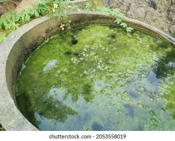 Algae Sludge Floating On The Overflow Concrete Well Ring Surface