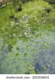 algae sludge floating on the overflow concrete well ring surface