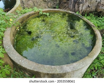 Algae Sludge Floating On The Overflow Concrete Well Ring Surface