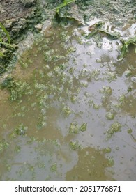 Algae Sludge Floating On The Puddle Surface
