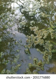 Algae Sludge Floating On The Puddle Surface
