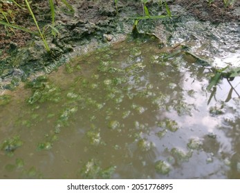 Algae Sludge Floating On The Puddle Surface
