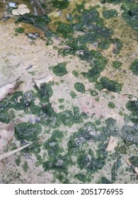 Algae Sludge Floating On The Puddle Surface
